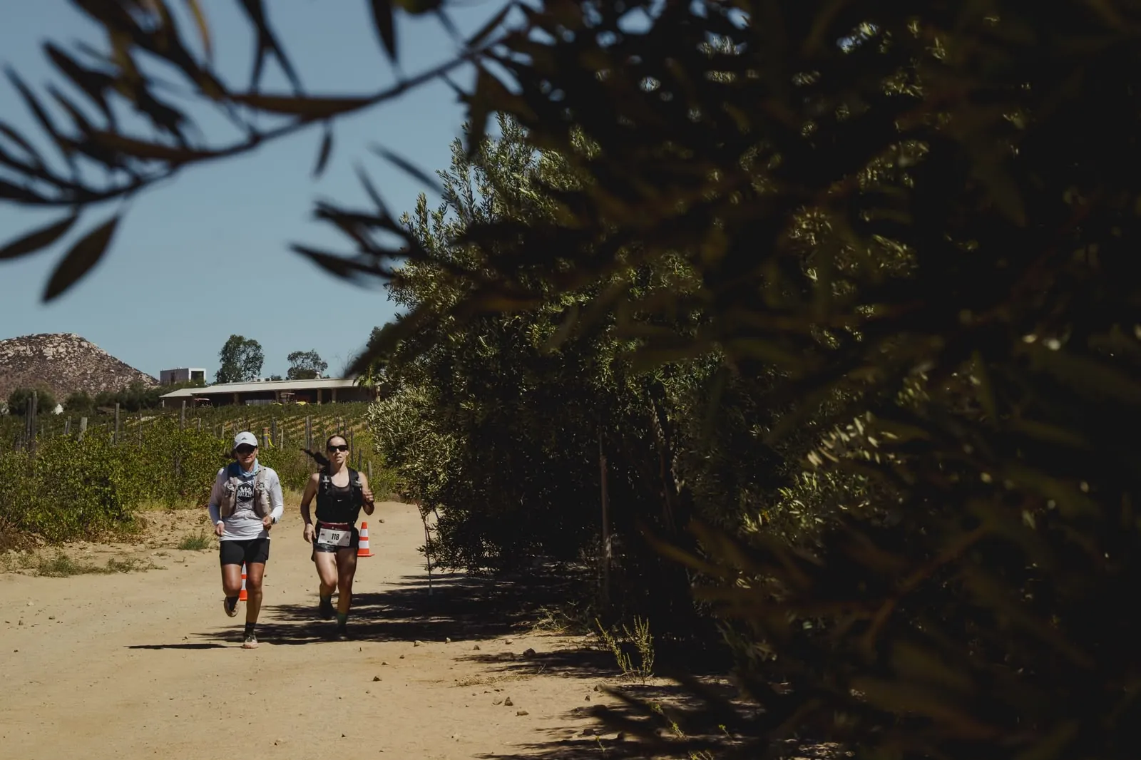 Two runners on a vineyard road, framed by olive branches.