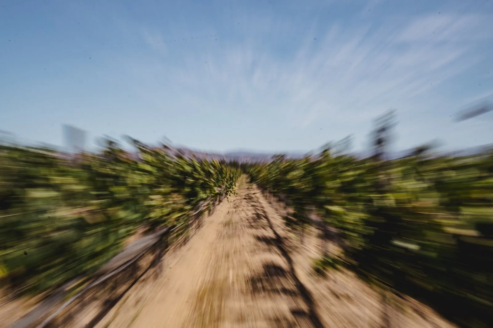 A blurred, high-speed view down a vineyard row on course.
